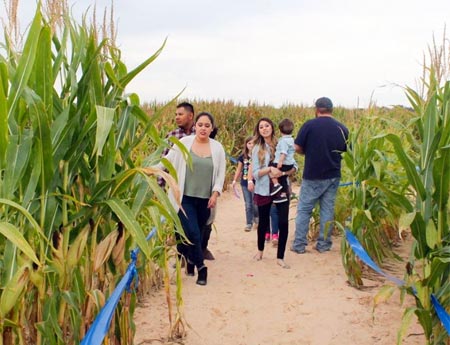 Giant Corn Maze